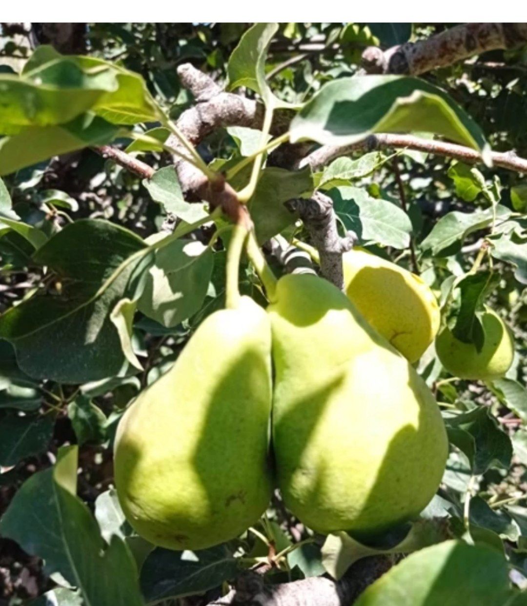 از تاریخ ۱۷ برداشت تا۳۰مرادد ماه  موجوده