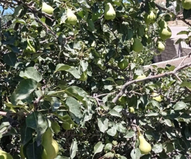 گلابی شیرین نمین ارسال به تهران و خود اردبیل کیلویی ۱۷۵ت