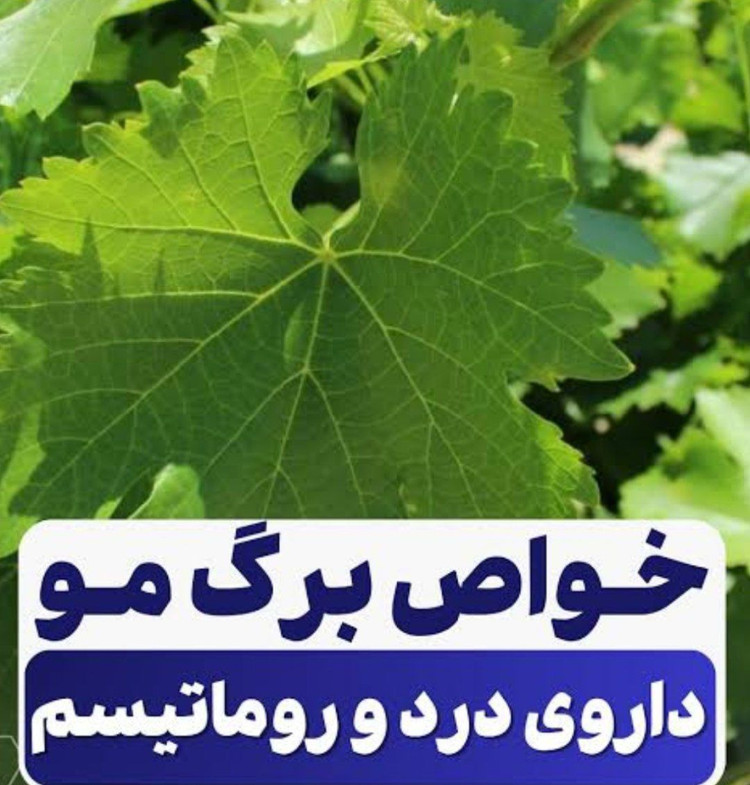 دست چین برگ مو انگور روغنی دلمه ای خوشمزه نمین 300گرمی
