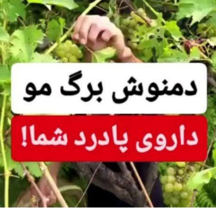 دست چین برگ مو انگور روغنی دلمه ای خوشمزه نمین 300گرمی